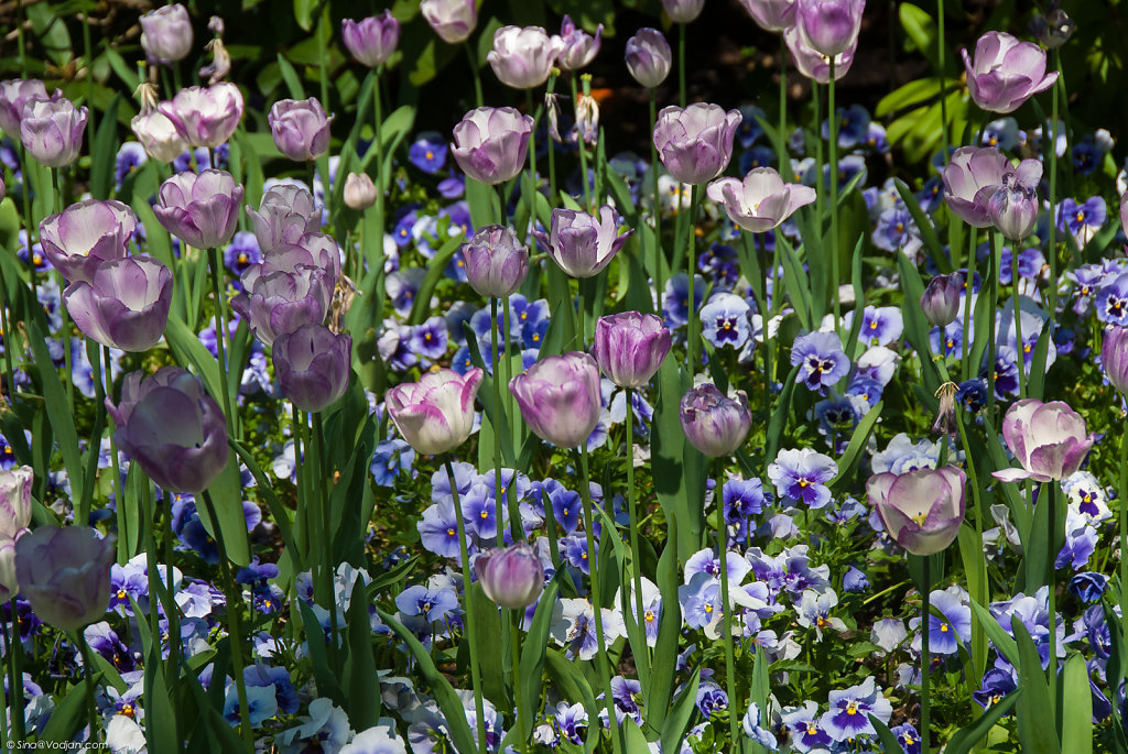 Giverny - Jardin Monet 