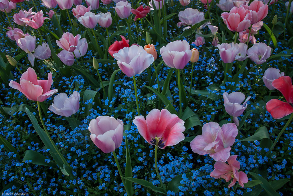 Giverny - Jardin Monet 